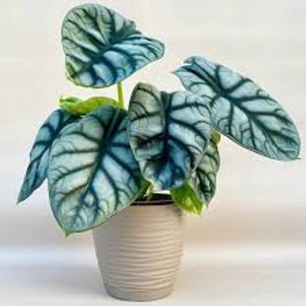 Houseplants Green Shop  Алоказия