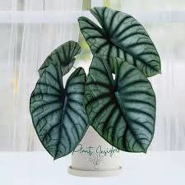Houseplants Green Shop  Алоказия