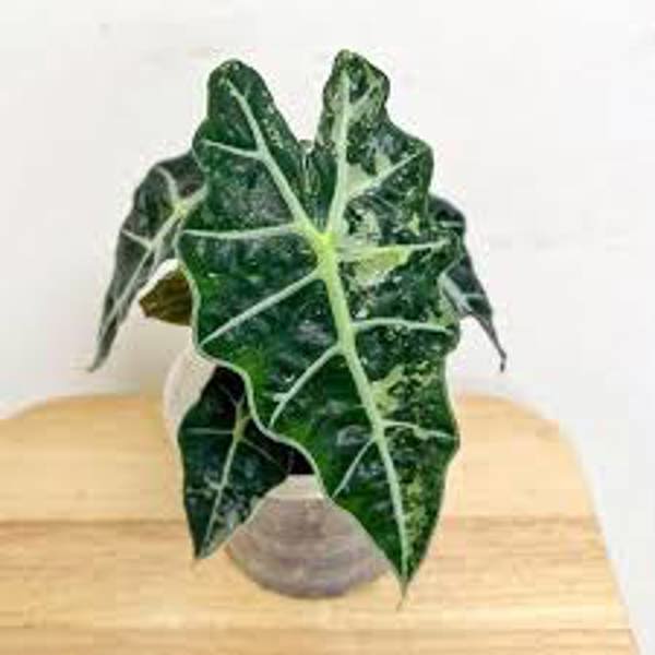 Houseplants Green Shop  Алоказия