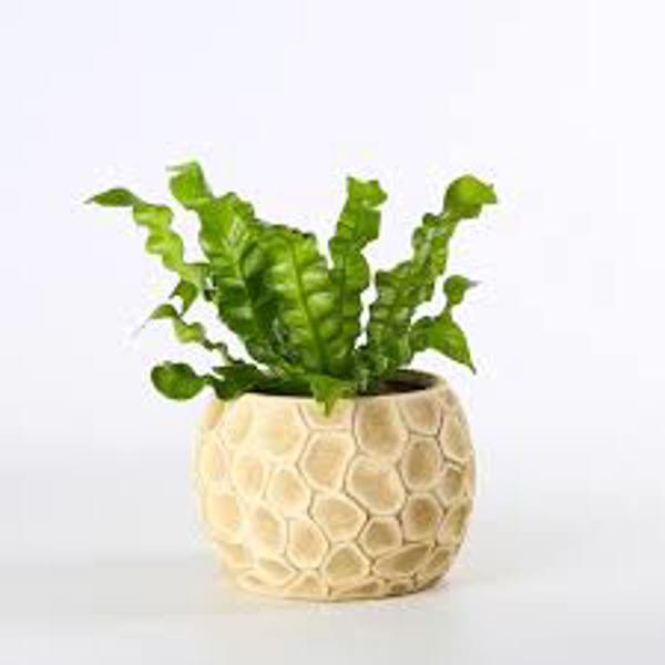 Houseplants Green Shop  Асплениум
