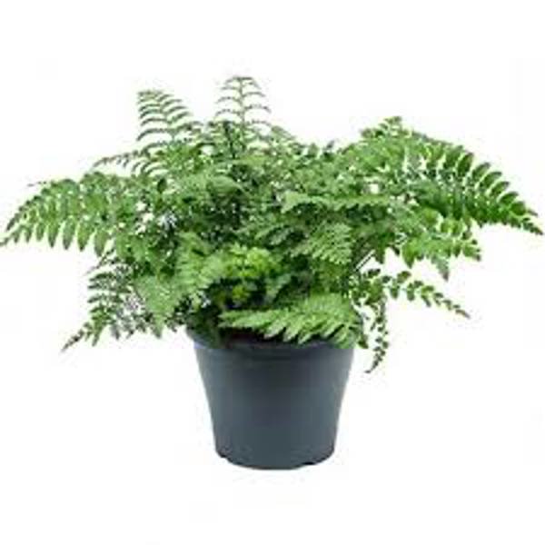 Houseplants Green Shop  Асплениум