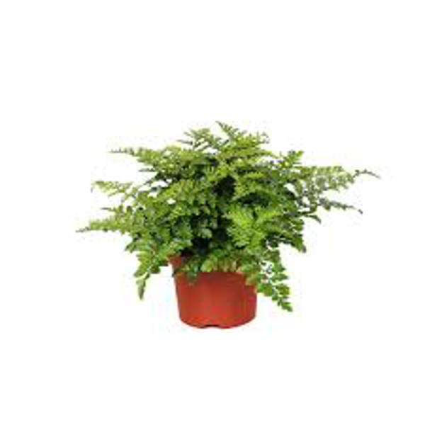 Houseplants Green Shop  Асплениум