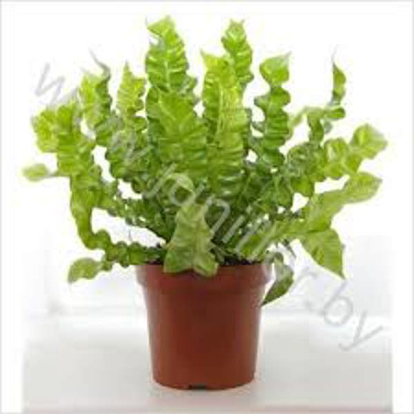 Houseplants Green Shop  Асплениум