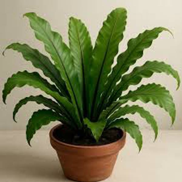Houseplants Green Shop  Асплениум