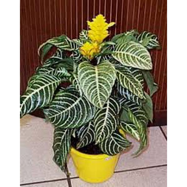 Houseplants Green Shop  Афеландра