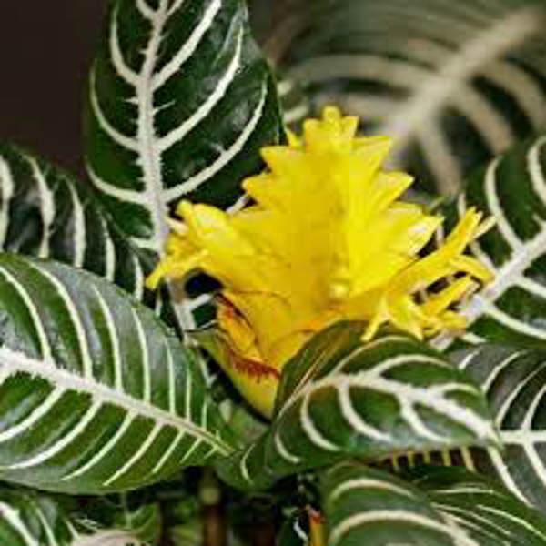 Houseplants Green Shop  Афеландра