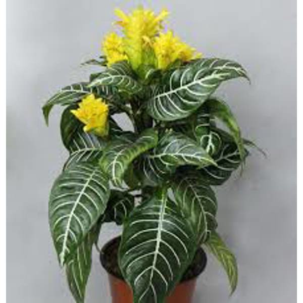 Houseplants Green Shop  Афеландра