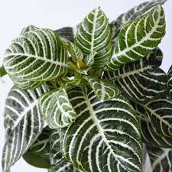 Houseplants Green Shop  Афеландра
