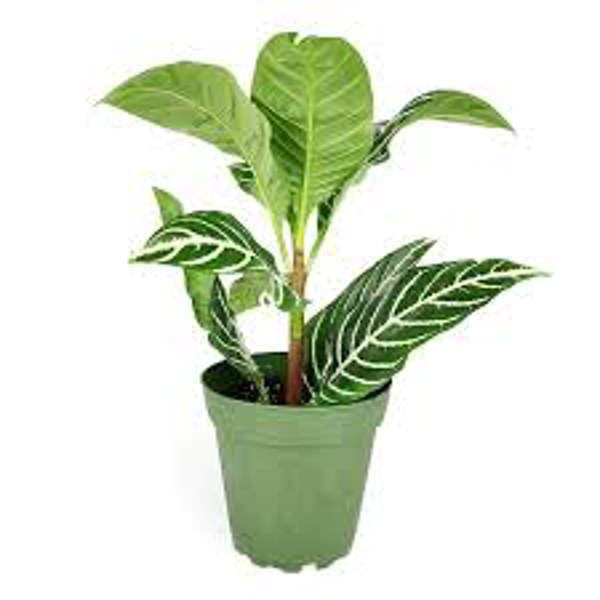 Houseplants Green Shop  Афеландра