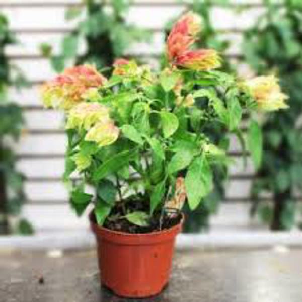 Houseplants Green Shop  Белопероне