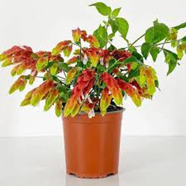 Houseplants Green Shop  Белопероне