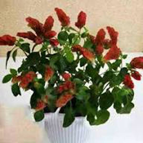 Houseplants Green Shop  Белопероне