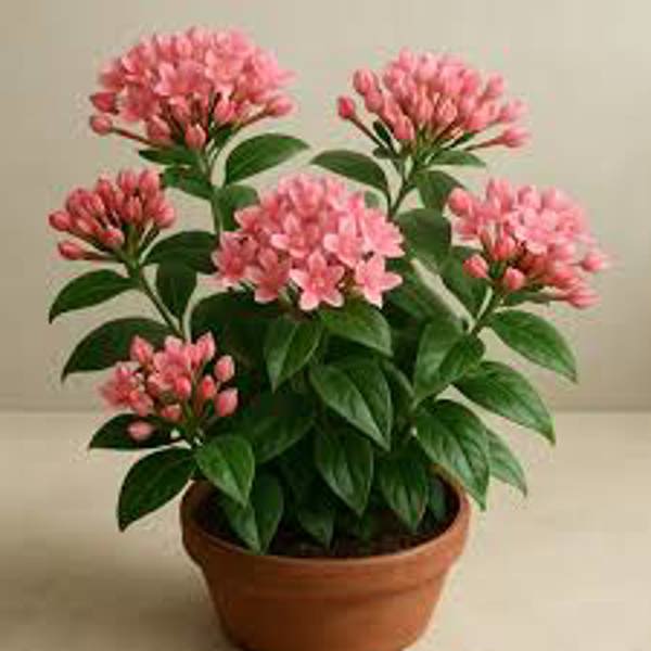 Houseplants Green Shop  Бувардия