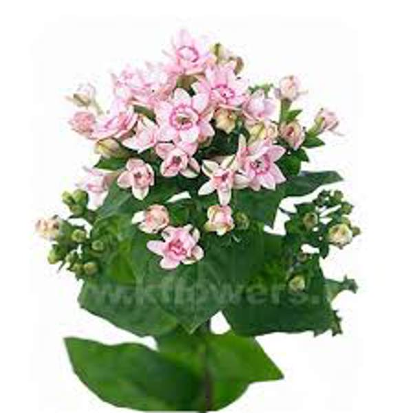 Houseplants Green Shop  Бувардия