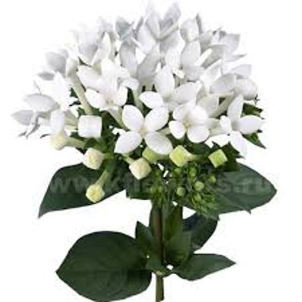 Houseplants Green Shop  Бувардия