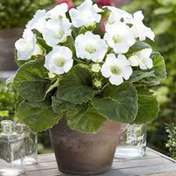 Houseplants Green Shop  Глоксиния