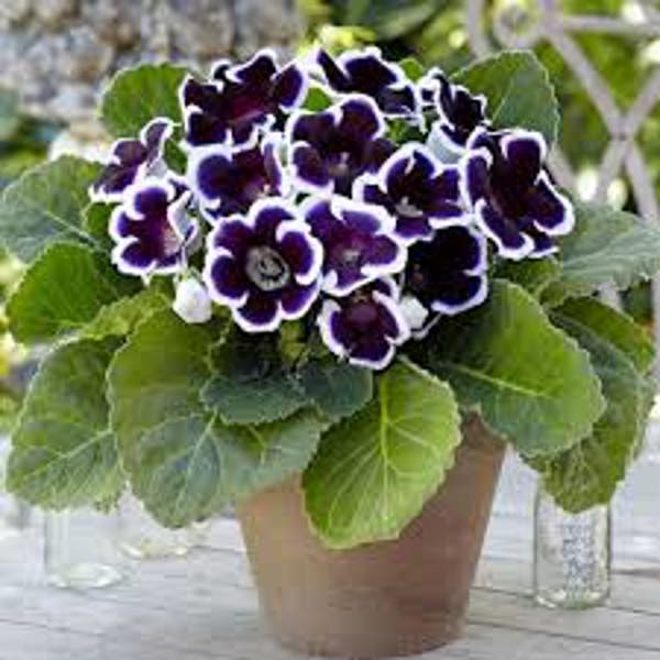 Houseplants Green Shop  Глоксиния