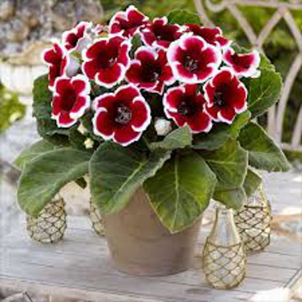 Houseplants Green Shop  Глоксиния