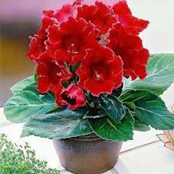 Houseplants Green Shop  Глоксиния