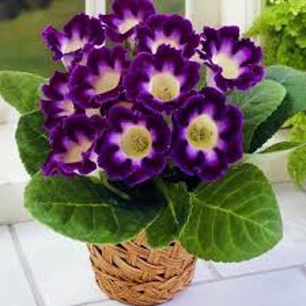 Houseplants Green Shop  Глоксиния