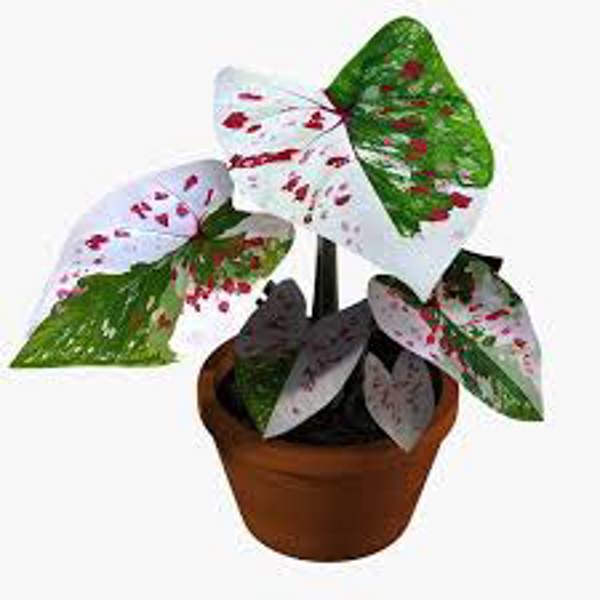 Houseplants Green Shop  Каладиум