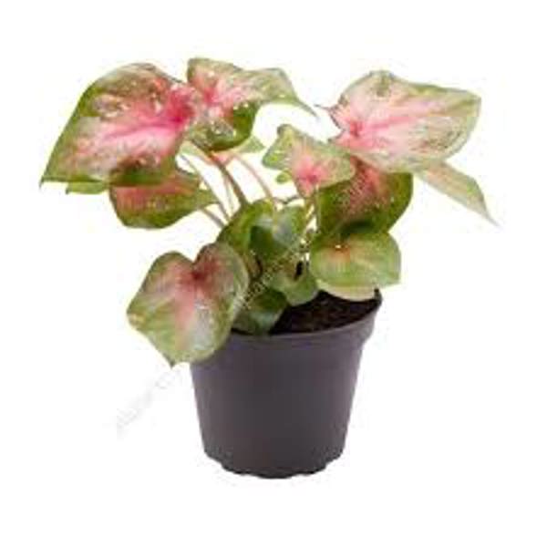 Houseplants Green Shop  Каладиум