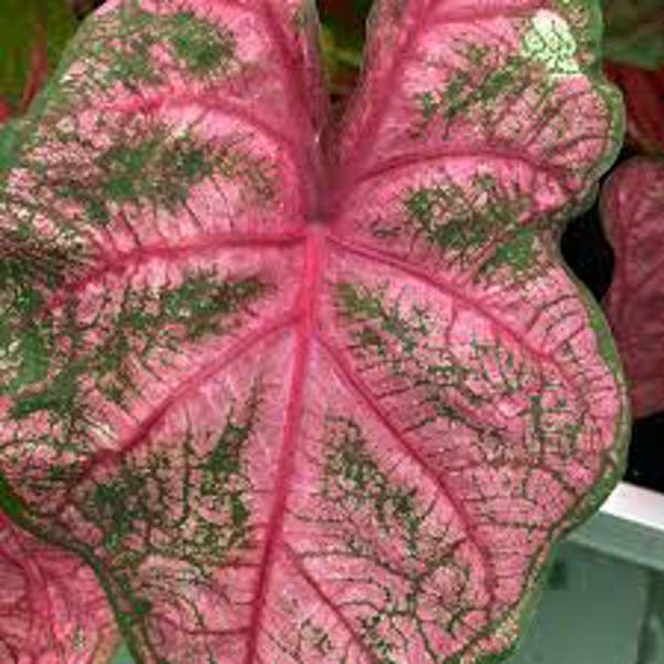 Houseplants Green Shop  Каладиум