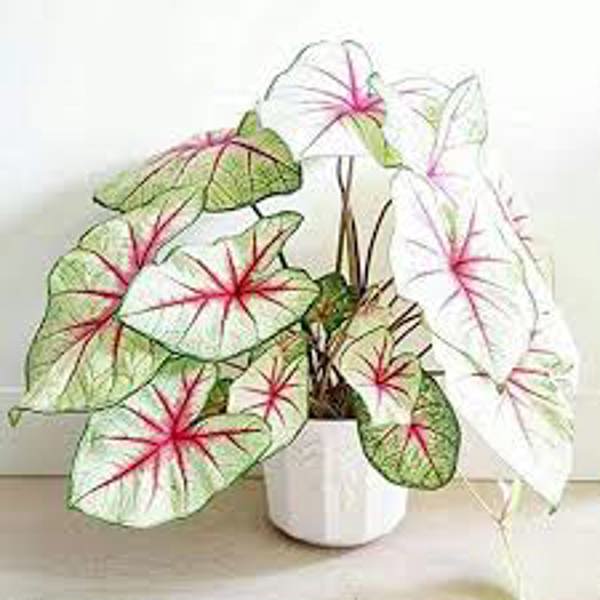 Houseplants Green Shop  Каладиум
