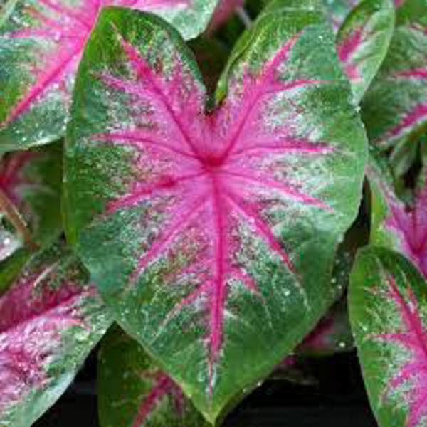 Houseplants Green Shop  Каладиум
