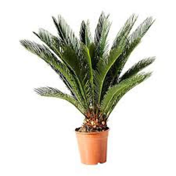 Houseplants Green Shop  Цикас