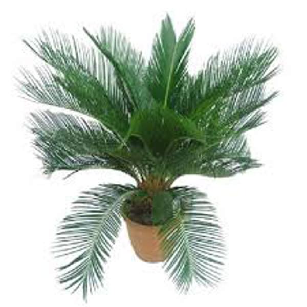 Houseplants Green Shop  Цикас