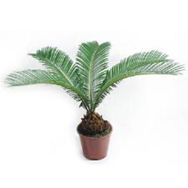 Houseplants Green Shop  Цикас