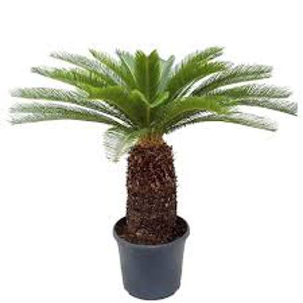 Houseplants Green Shop  Цикас