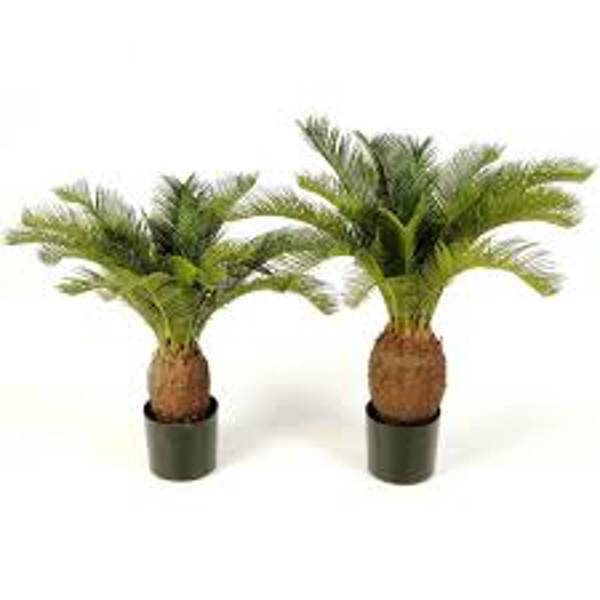 Houseplants Green Shop  Цикас