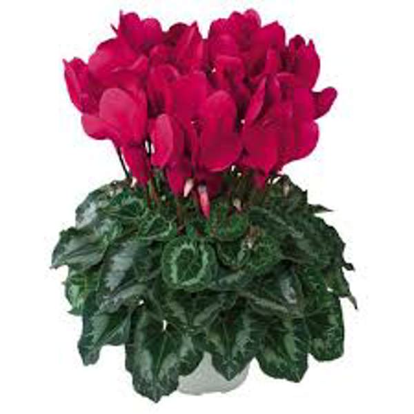 Houseplants Green Shop  Цикламен