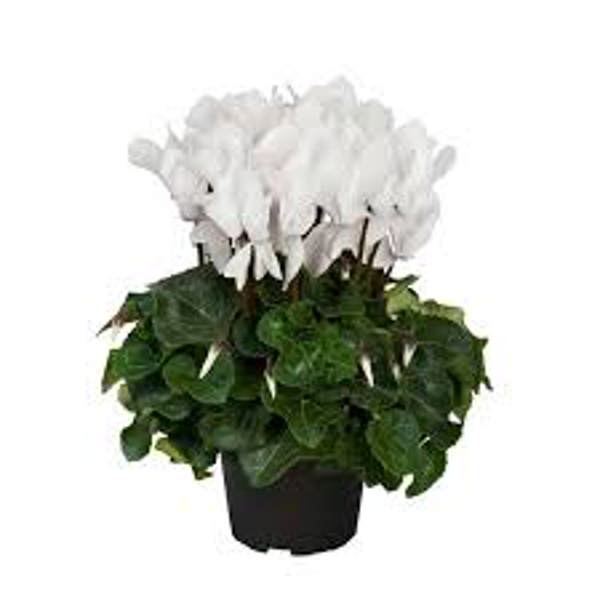 Houseplants Green Shop  Цикламен