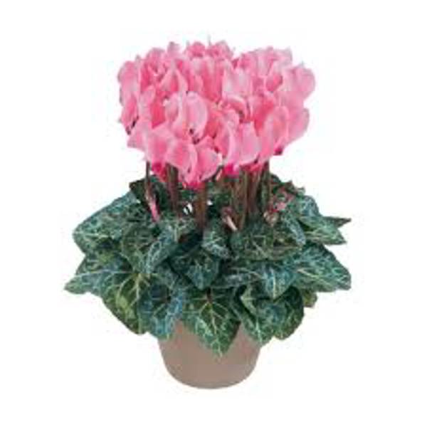 Houseplants Green Shop  Цикламен
