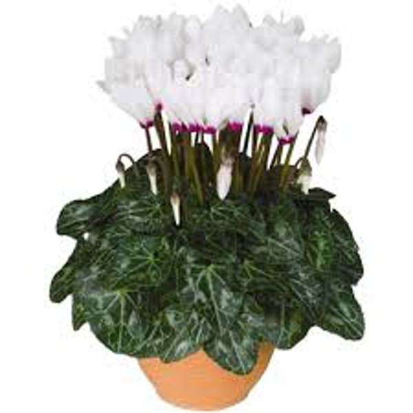 Houseplants Green Shop  Цикламен