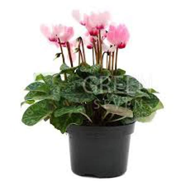Houseplants Green Shop  Цикламен