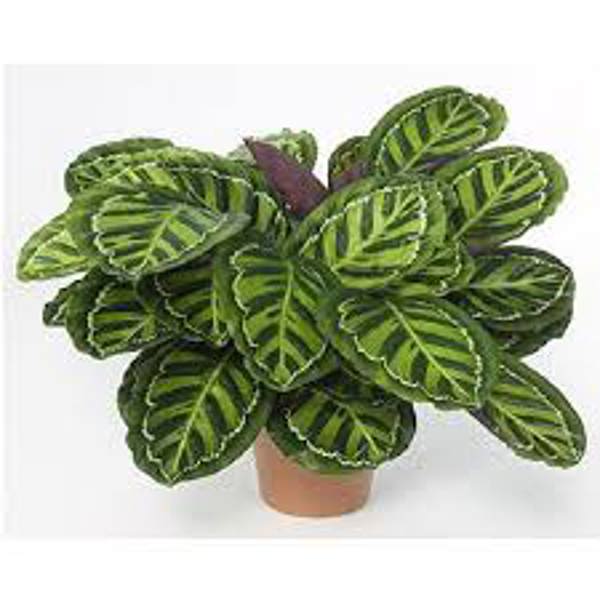 Houseplants Green Shop  Калатея