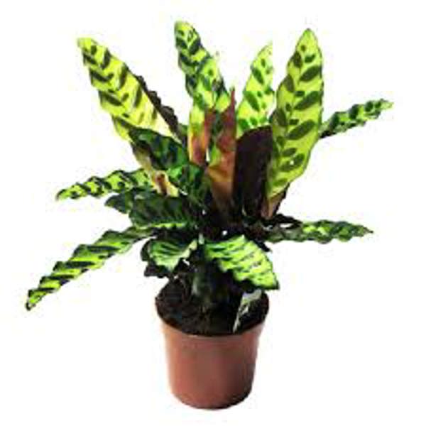Houseplants Green Shop  Калатея
