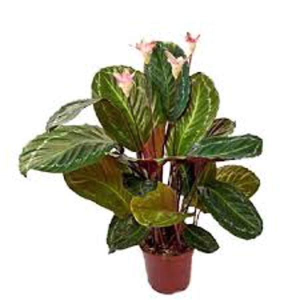 Houseplants Green Shop  Калатея