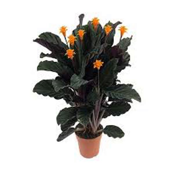Houseplants Green Shop  Калатея