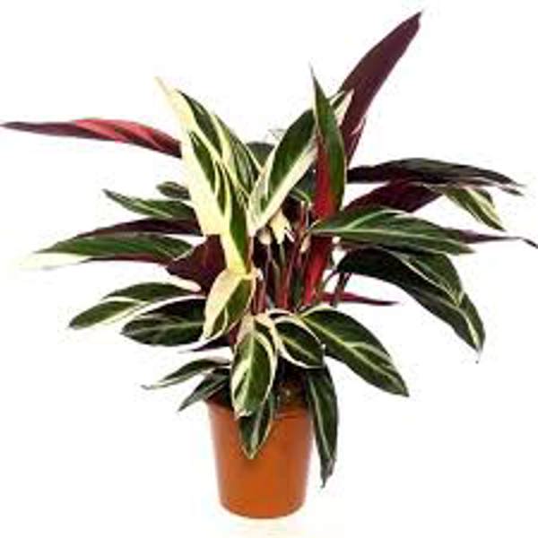 Houseplants Green Shop  Калатея