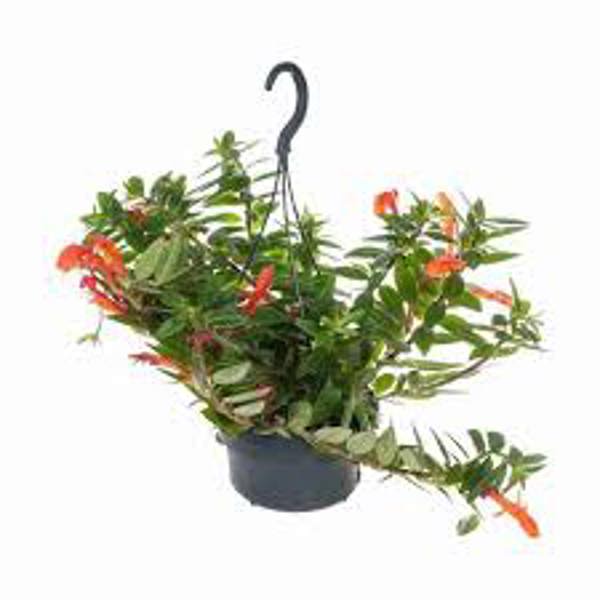 Houseplants Green Shop  Колумнея