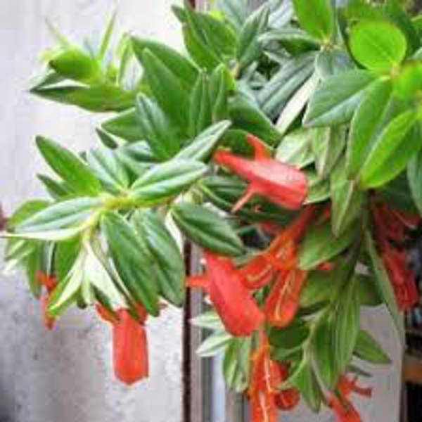 Houseplants Green Shop  Колумнея