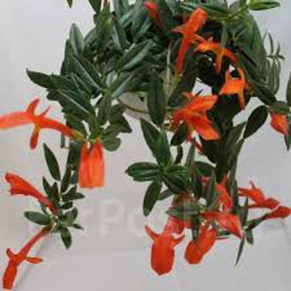 Houseplants Green Shop  Колумнея