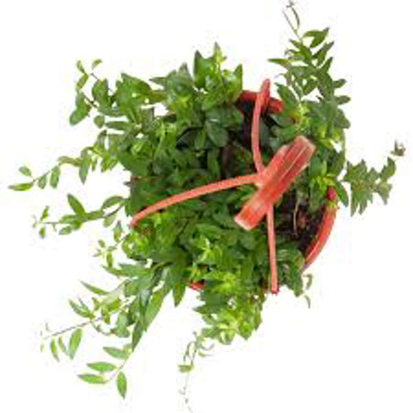 Houseplants Green Shop  Колумнея