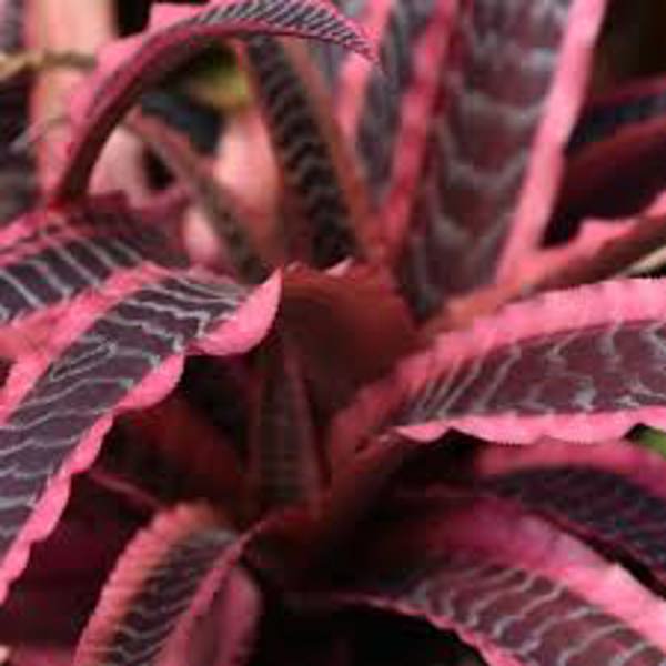 Houseplants Green Shop  Криптантус