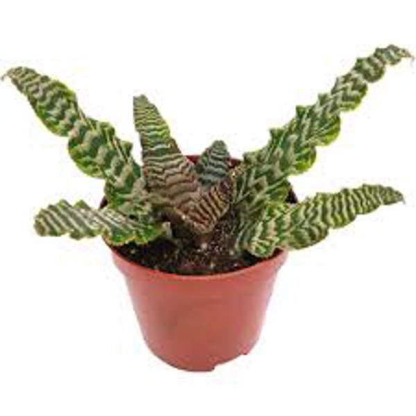 Houseplants Green Shop  Криптантус